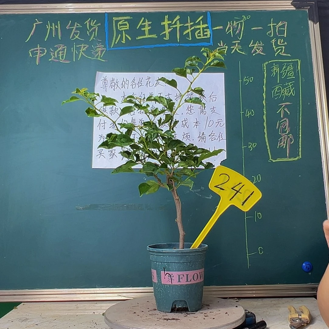 当前无花栽培后可以开花蒙娜丽莎黄241
