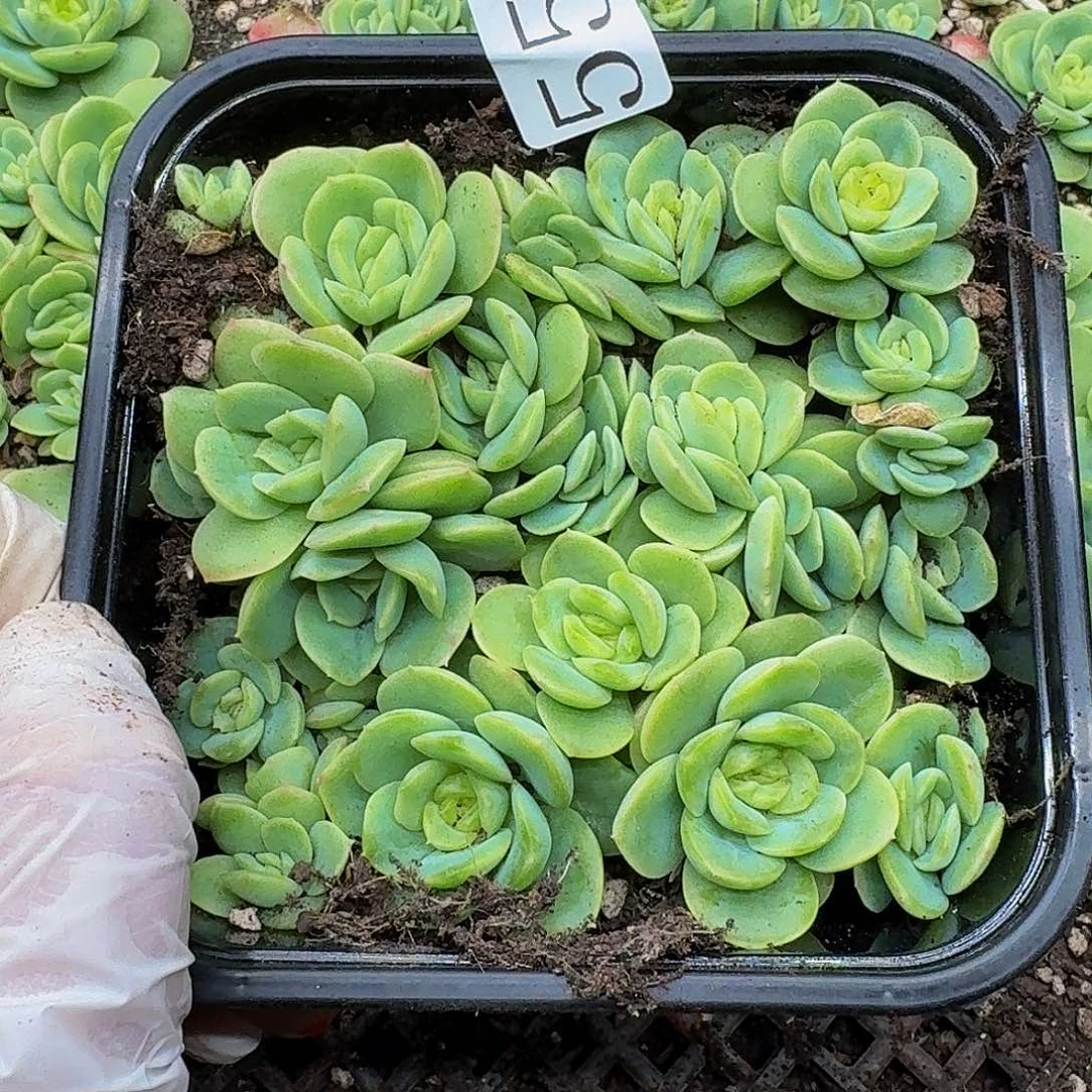 多肉植物多肉植物550