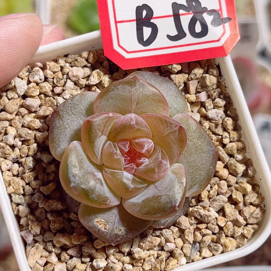B582 一物一拍 无名珍妮