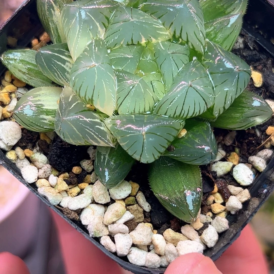 特大赤线锦十二卷多肉