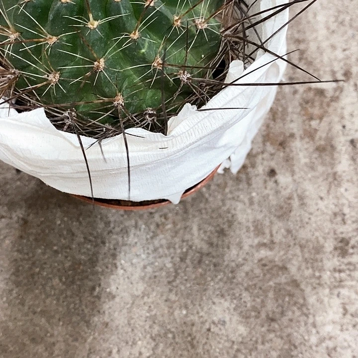 长刺黑猴，高6-10公分左右