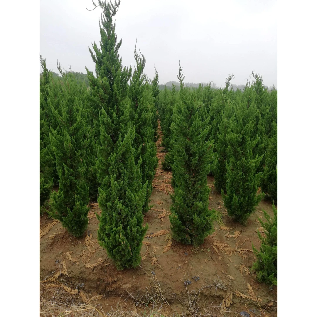 龙柏苗龙柏树苗小龙柏球蜀桧塔柏侧柏蜀块地柏宝塔松树苗四季长青