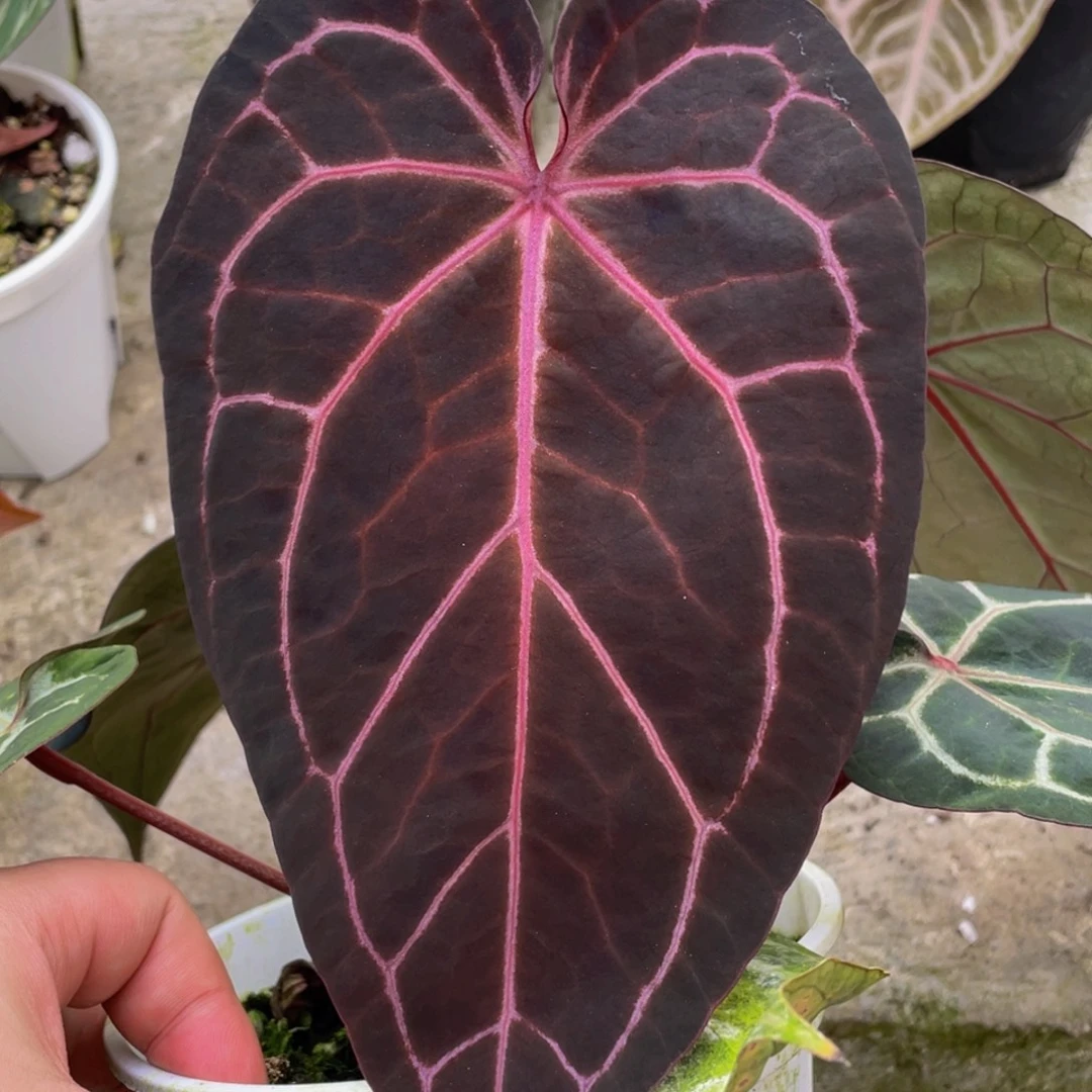 完全开放绝绝紫优选