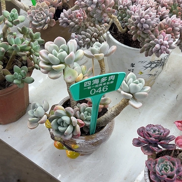 婷***^花斑路多肉植物生长046