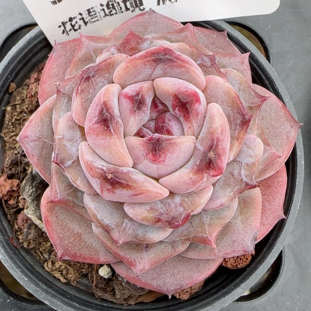 花语逸境0209-370