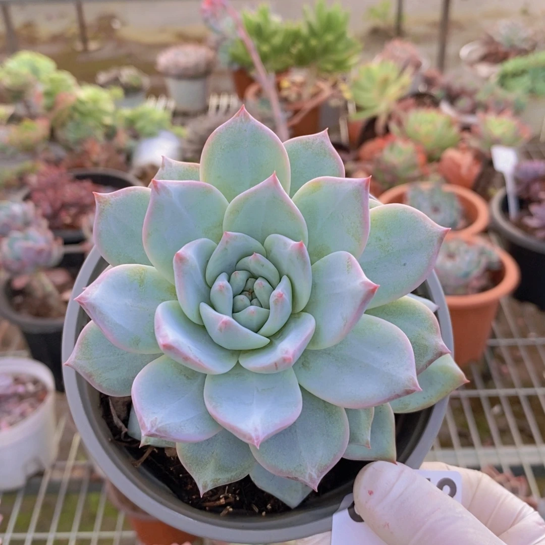 6673粉蓝鸟一物一拍