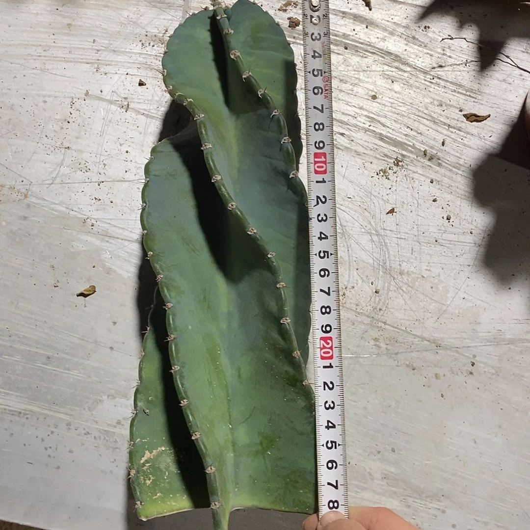 无花朵秘鲁苹果仙人柱