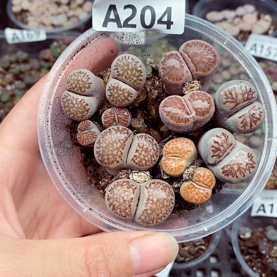 204啊啦咯哦哦哦我