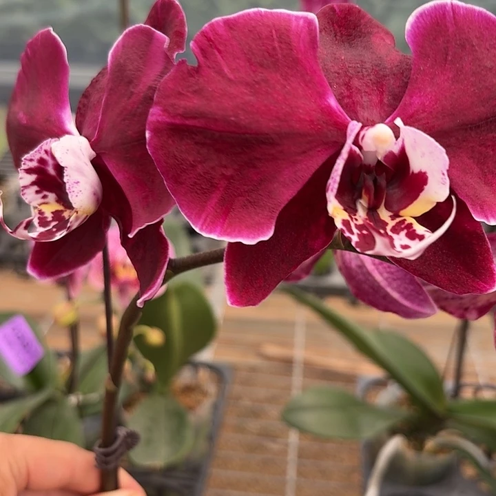 ﾉ***惜完全开放0598蝴蝶兰一物一拍