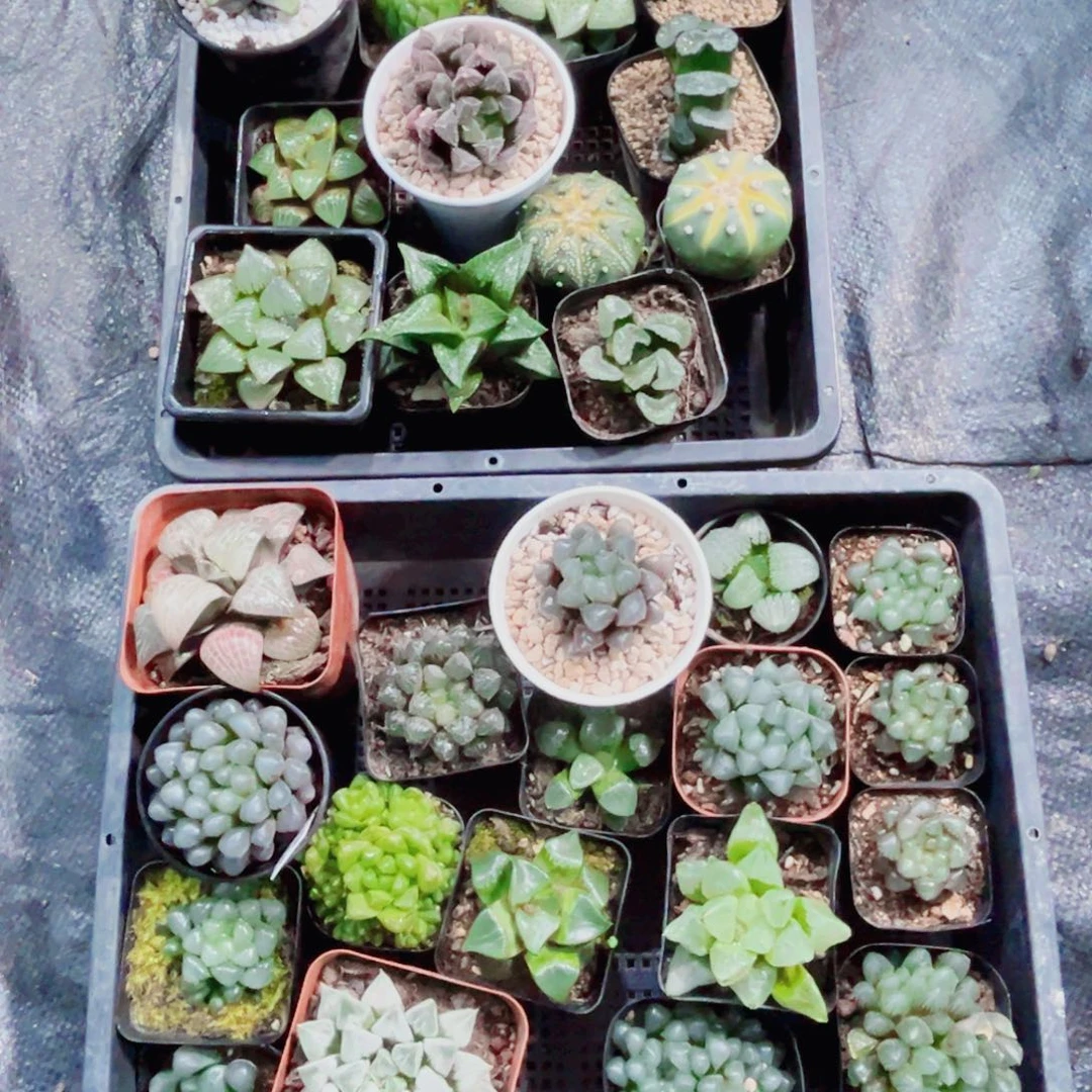 漂亮肉肉多肉植物666