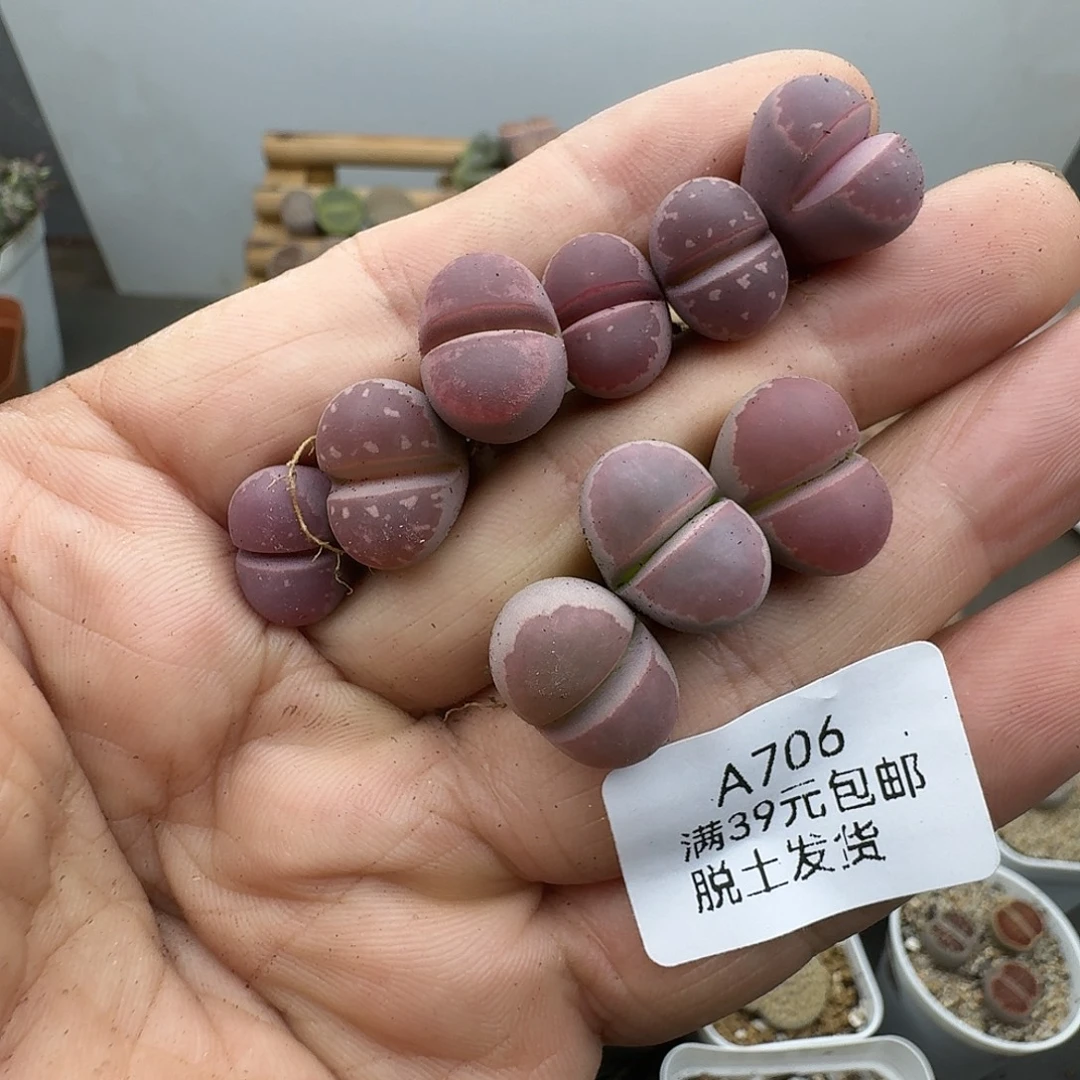706多肉哈哈哈哈哈哈哈