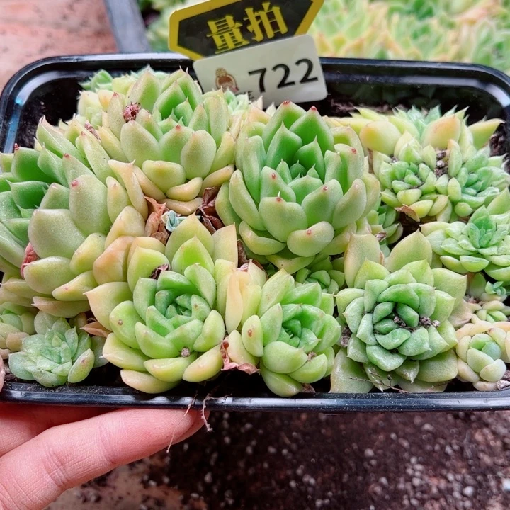 多肉植物多肉植物