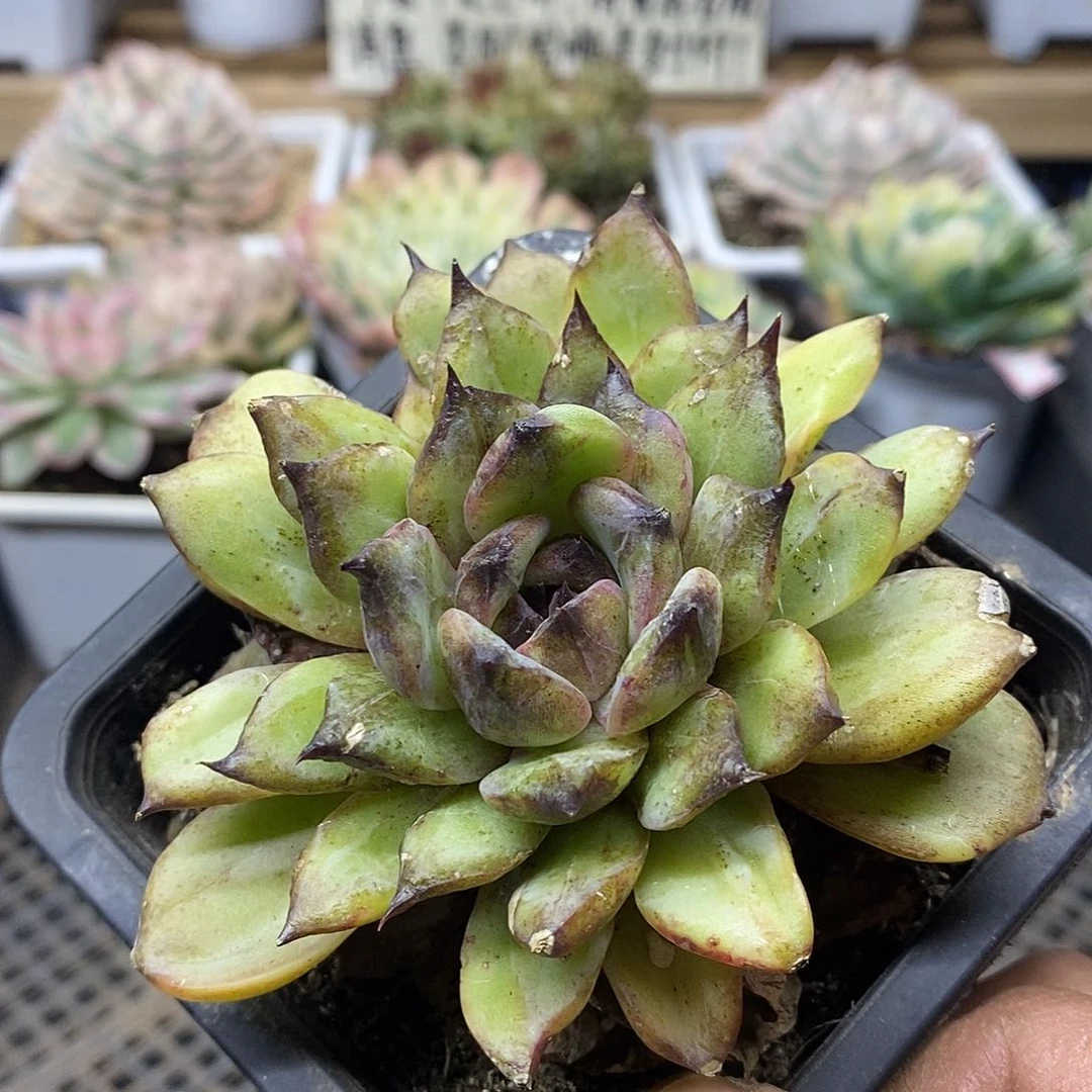 1305 黑水晶变异带锦