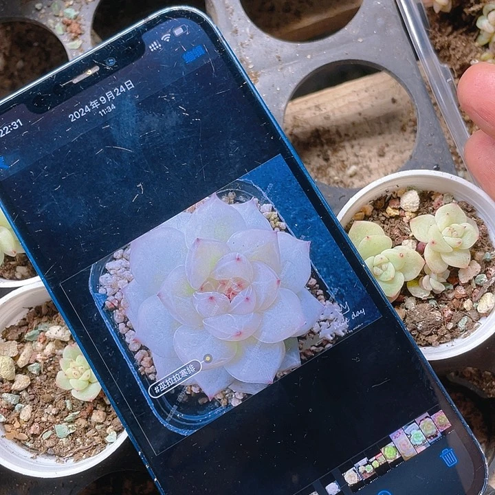 寒绯单双混发盆一个满25包邮