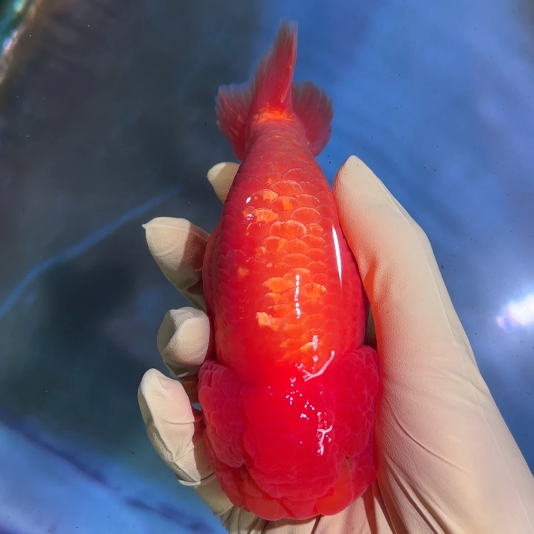 金鱼买三条顺丰包邮陆运