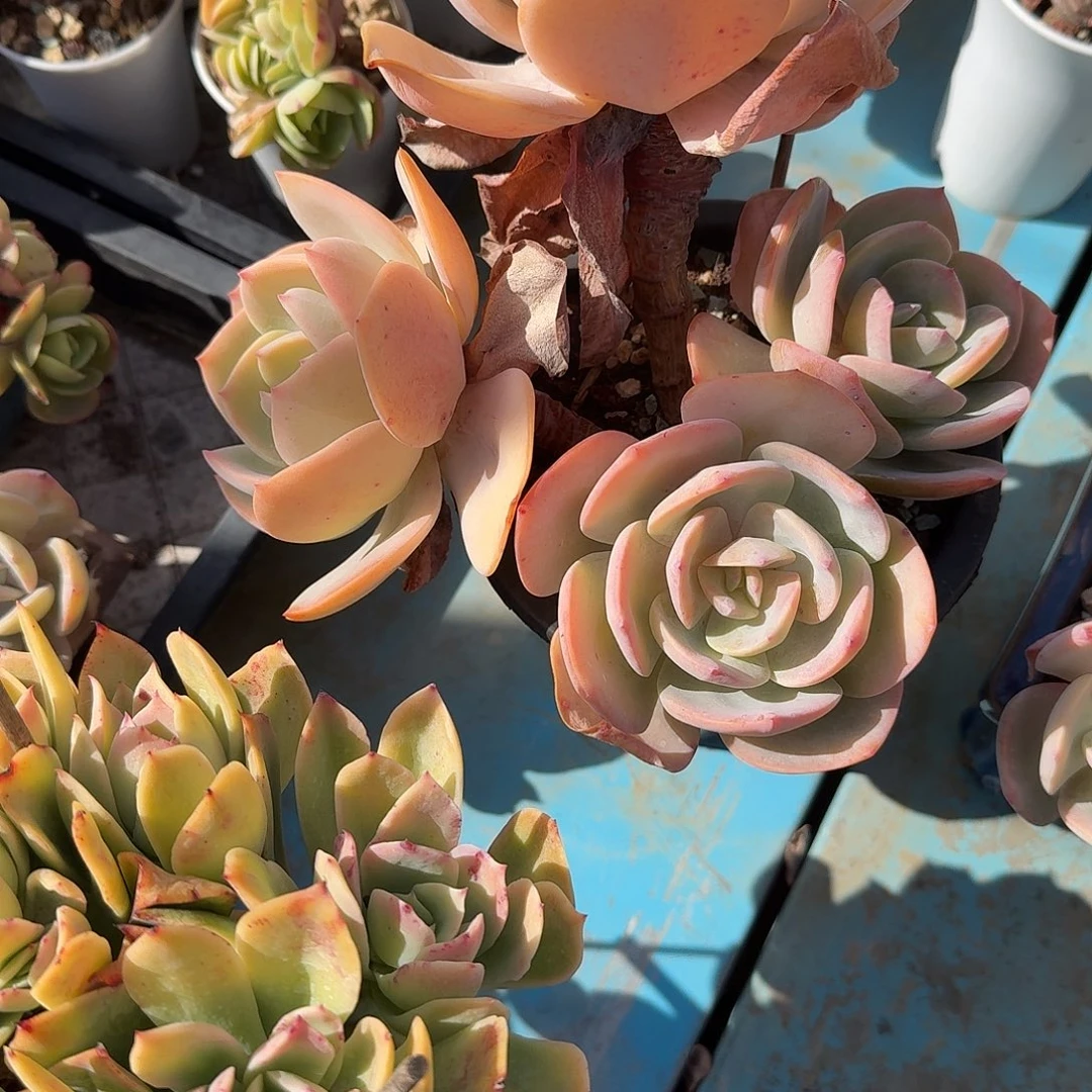 安***℡白凤多肉植物一颗