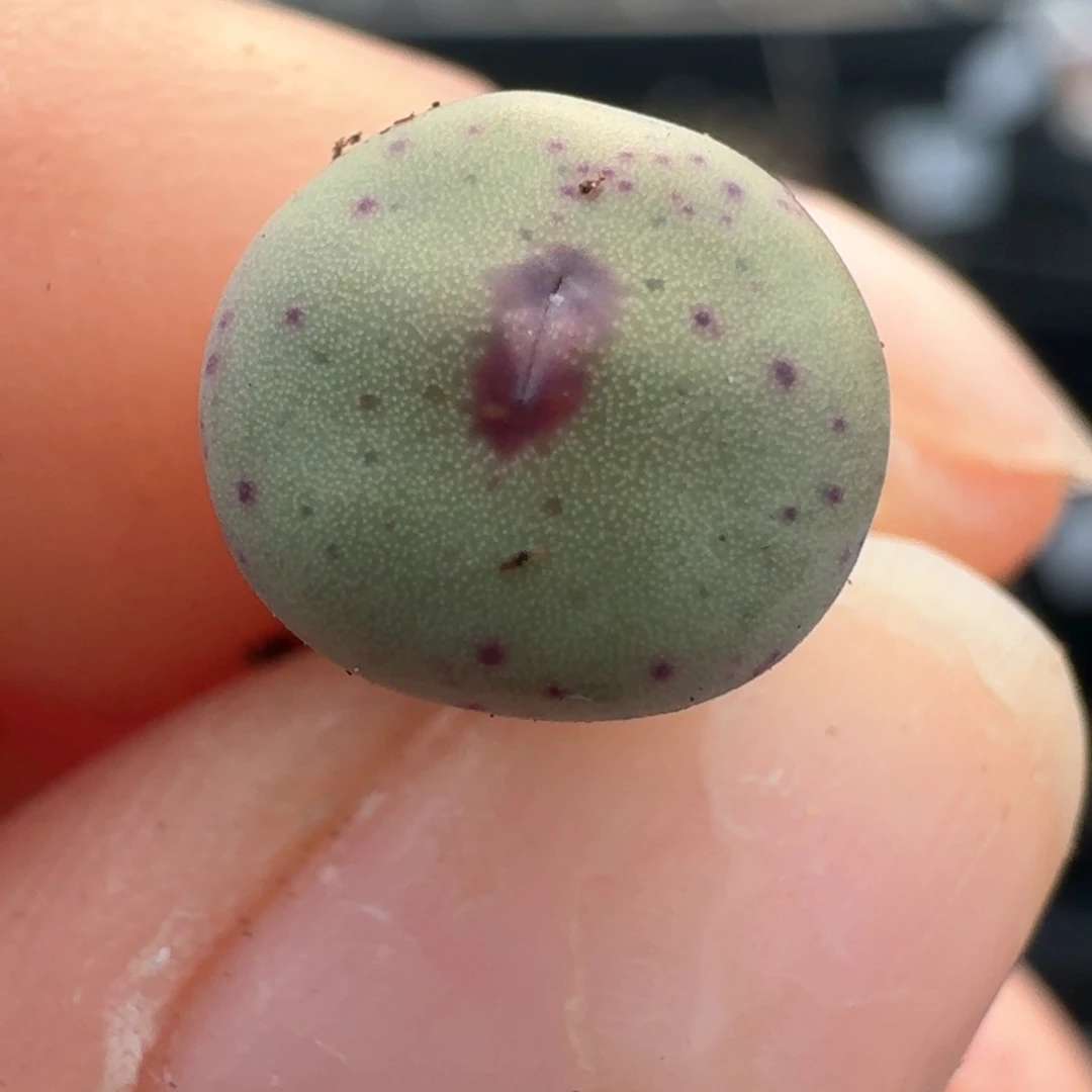 121紫皮大红嘴00000