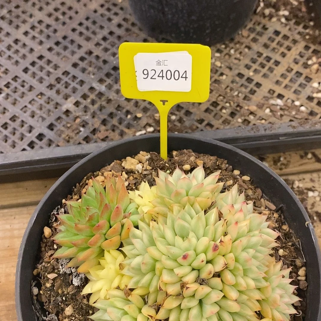 小*子福利多多。924004