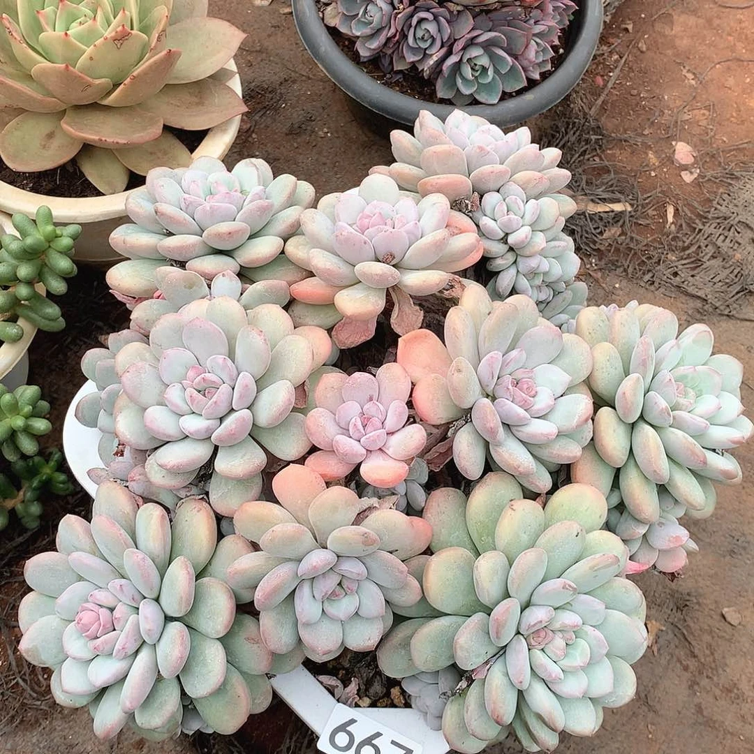 667杂一物一拍多肉