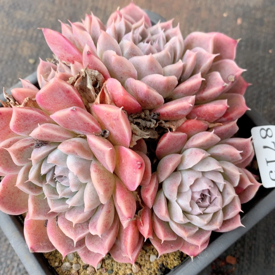 8715杂交多肉植物基地