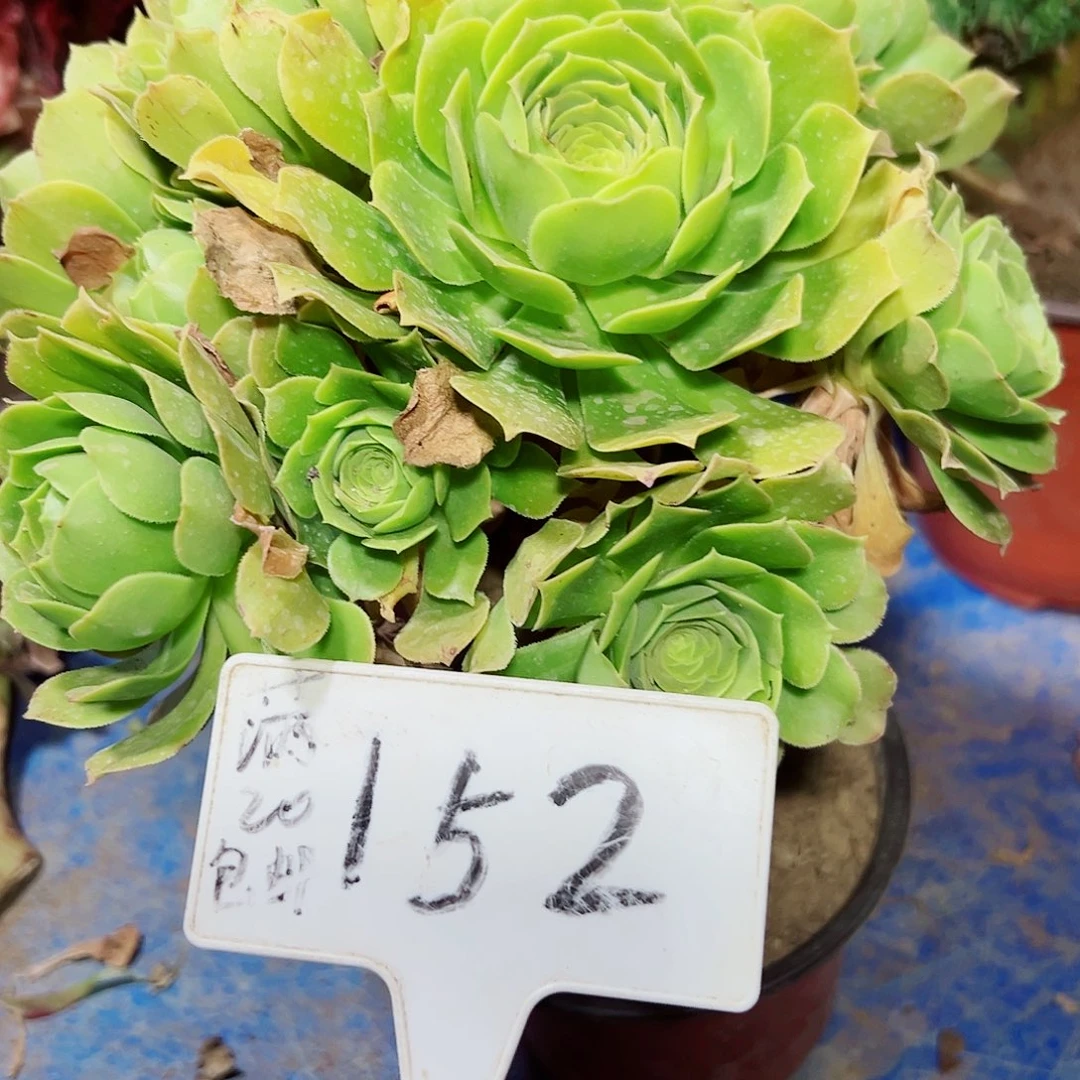 多肉植物绿羊绒法师