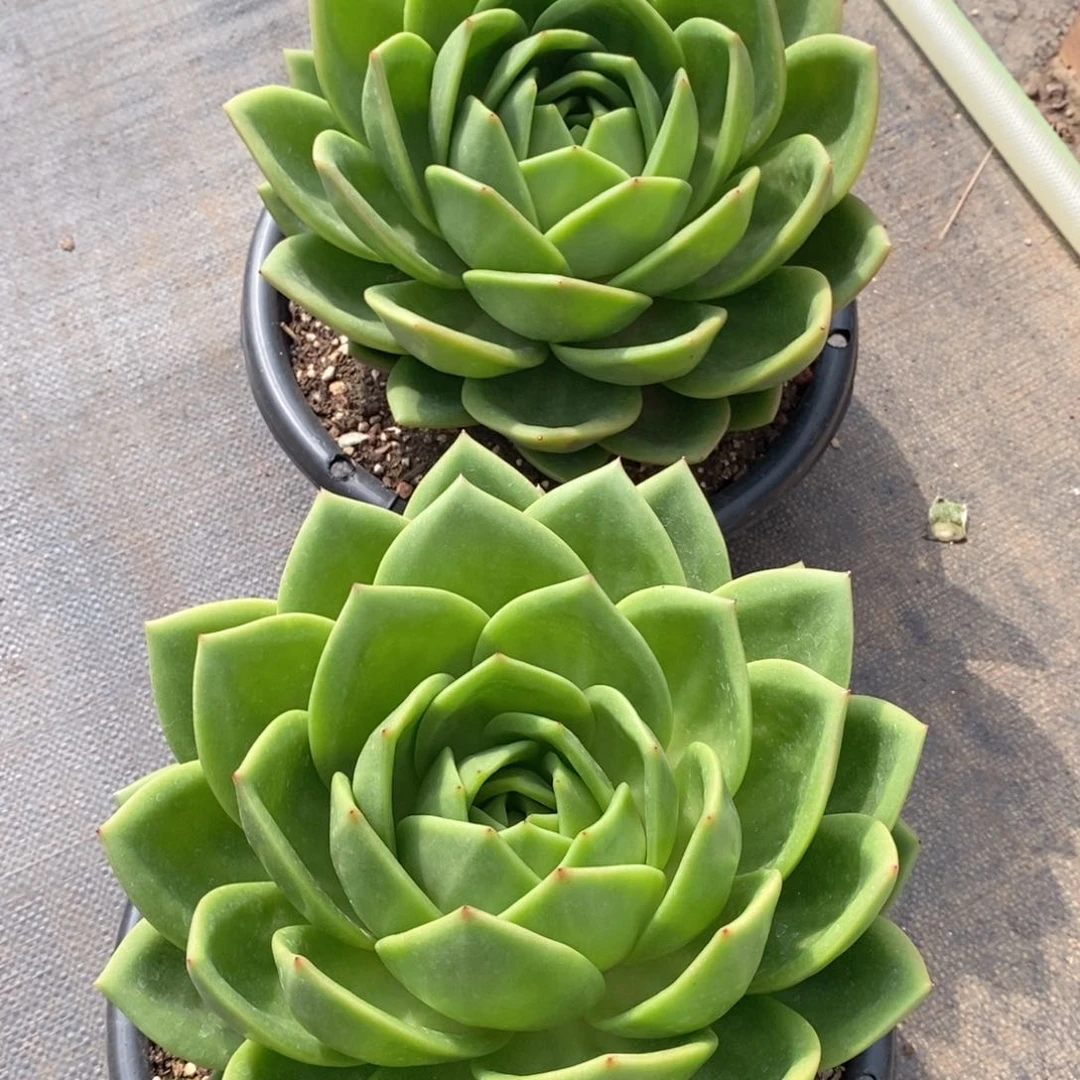 阿***王福利特价翠花