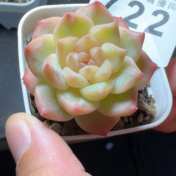 开播福利多肉植物