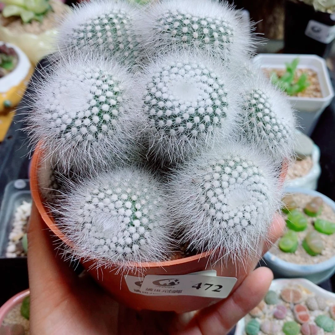 生石花花花哈哈哈哈哈哈472