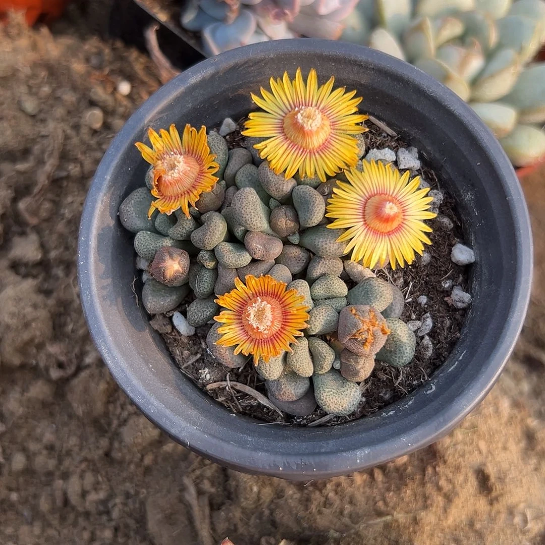 多肉植物唐扇开花