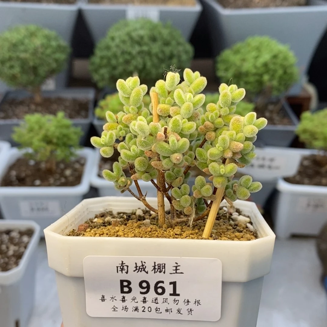 961实生优选冰晶