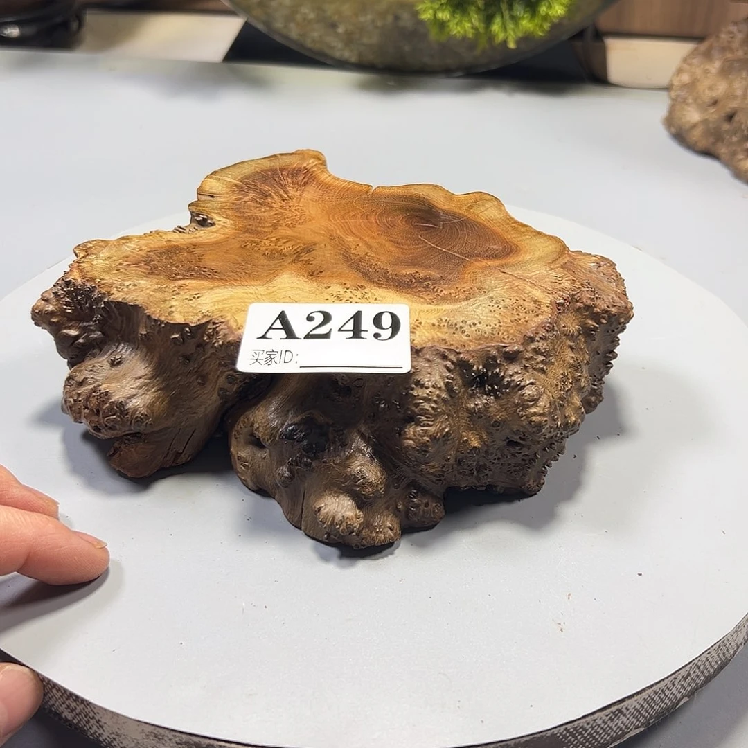 大果紫檀（缅甸花梨）炒****?