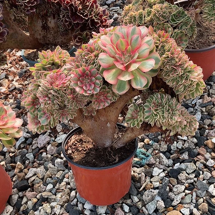 万白朵朵脱土发货啊