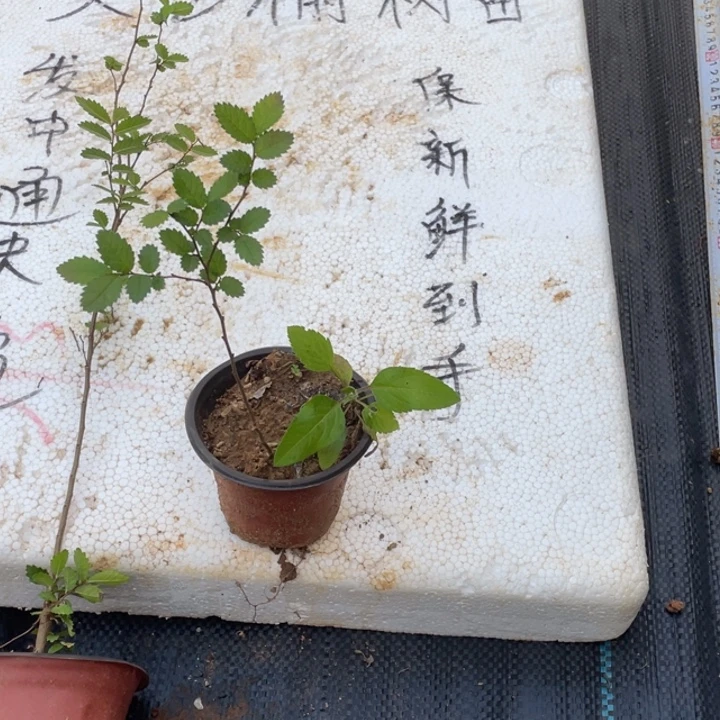 老***王无花朵附附图指标