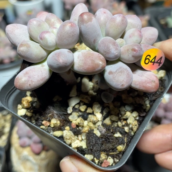 仙子奶酪多肉植物