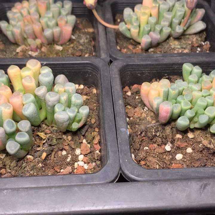 五十玲玉锦带盆发货