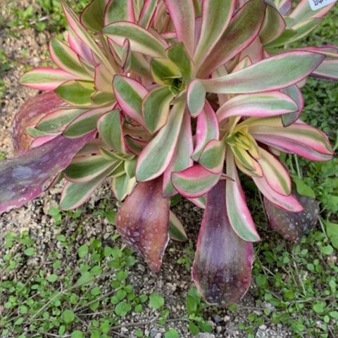 三*590红魔女满25包邮多肉