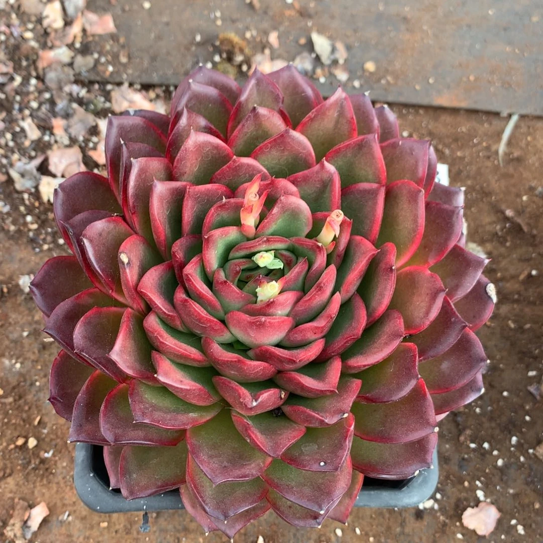 7383新年快乐发发发