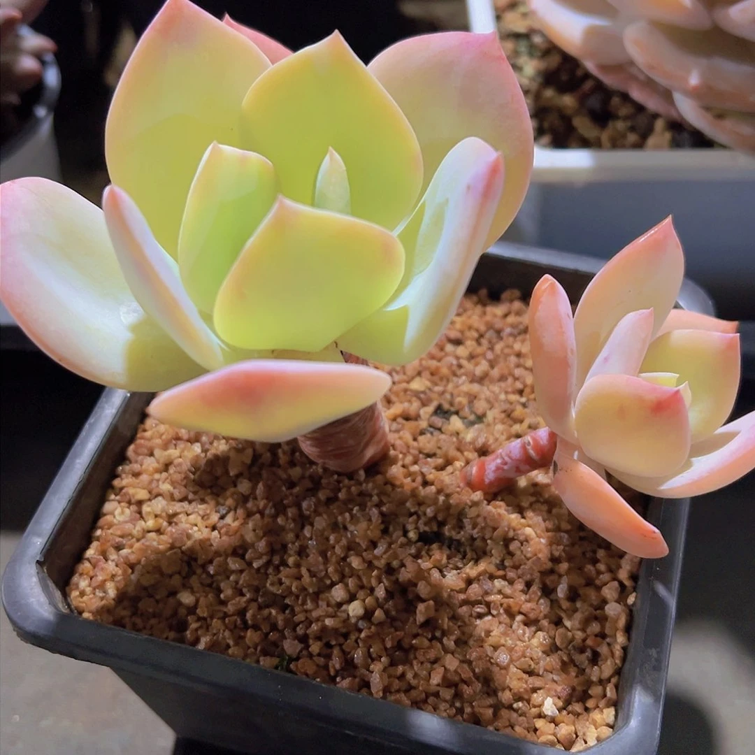 好****子白凤，多肉植物，
