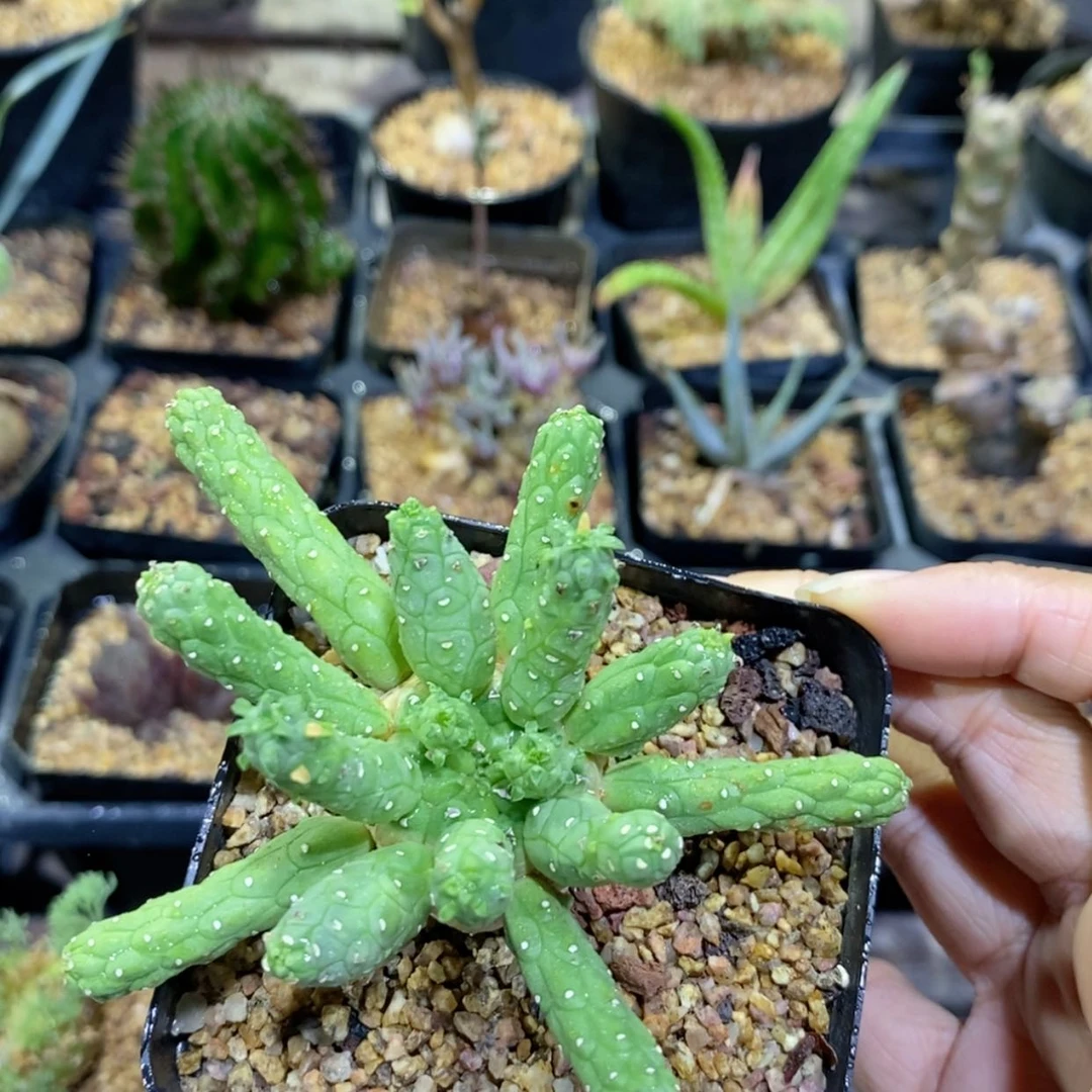 【闪购商品】九头龙大戟
