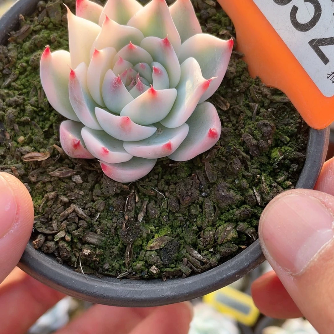 【闪购商品】552娃娃偏锦