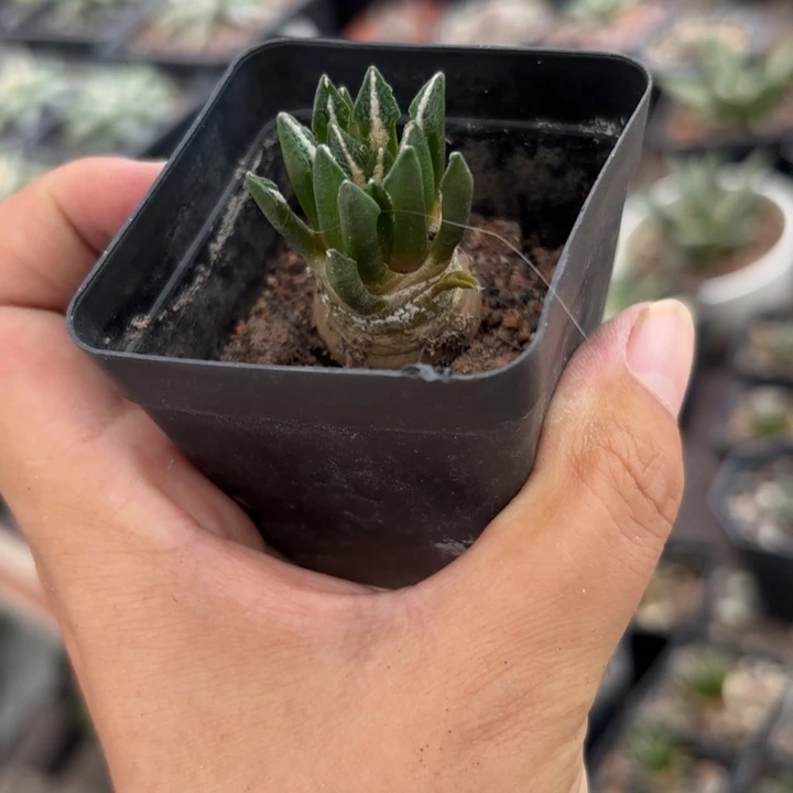 实生黑刺风头好养皮实