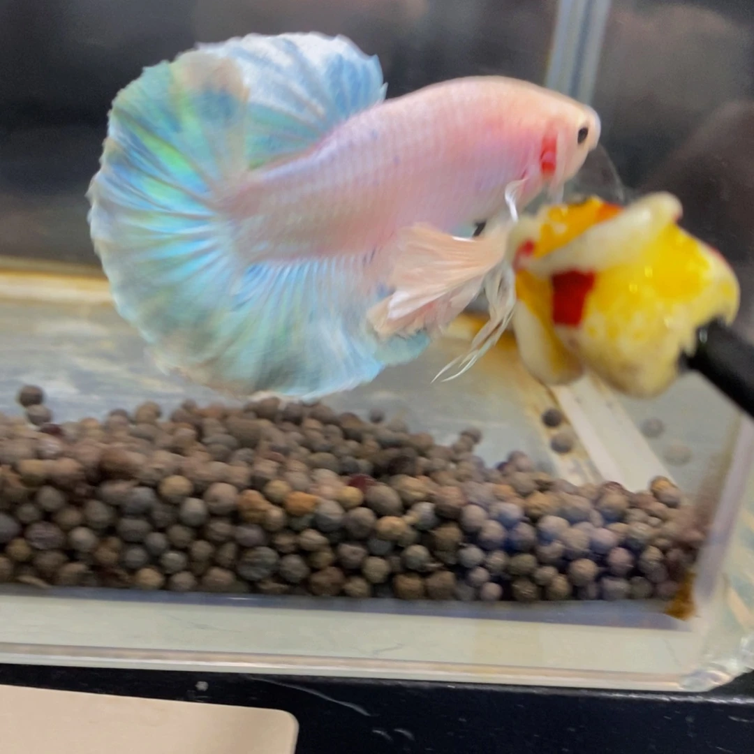 账***销斗鱼289巨斗111111