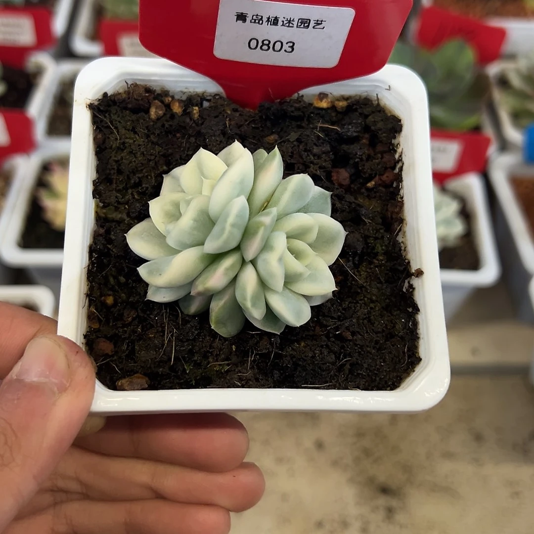 旺***.803号小雪鸳双头锦