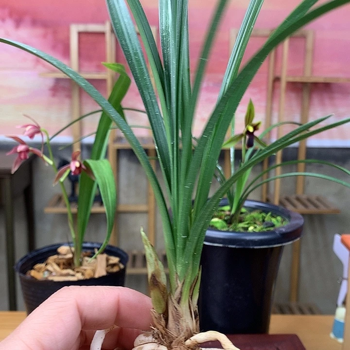 完全开放老种鹤市梅2苗带花苞