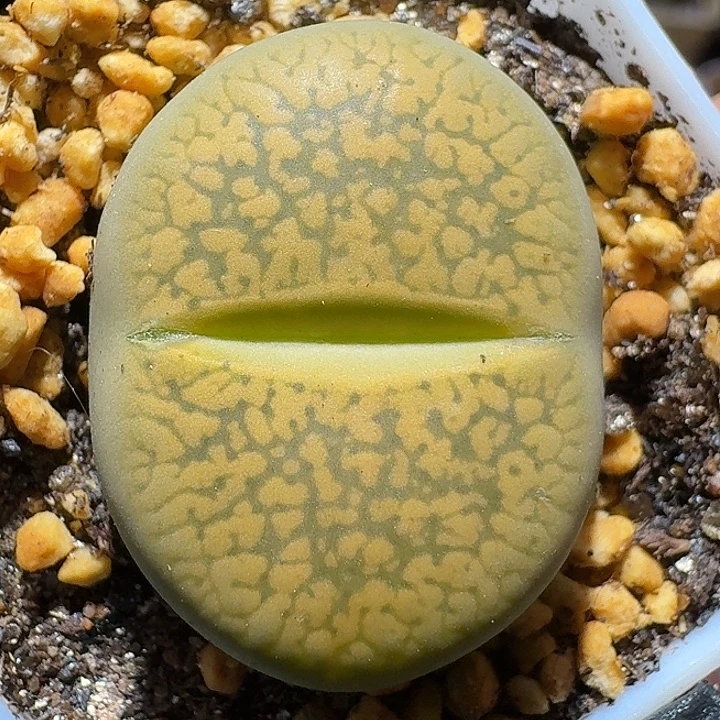 生石花12111122。  3.0左右。  182