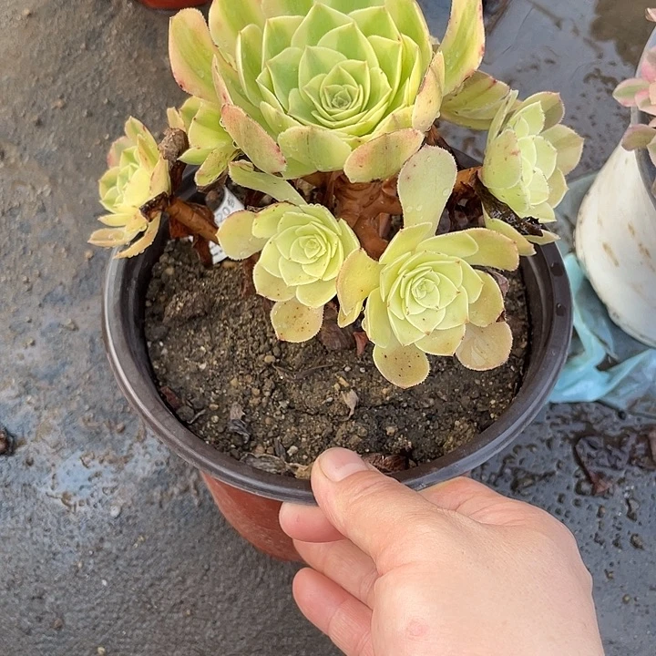 872雨荷多肉植物法师