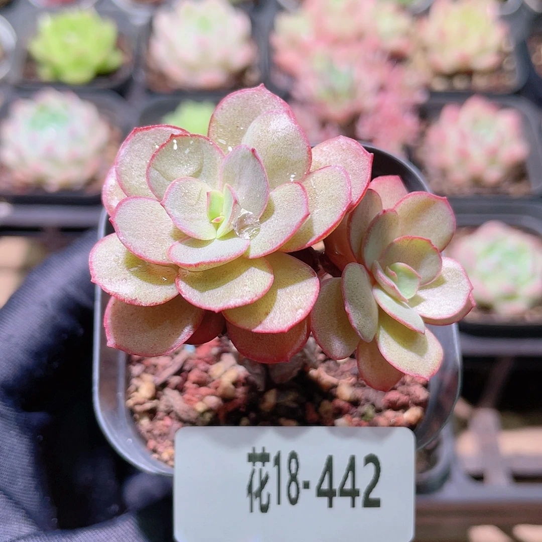 花利美18-442秀妍