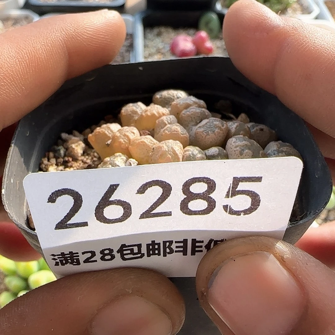 美****1脱土28包邮26285