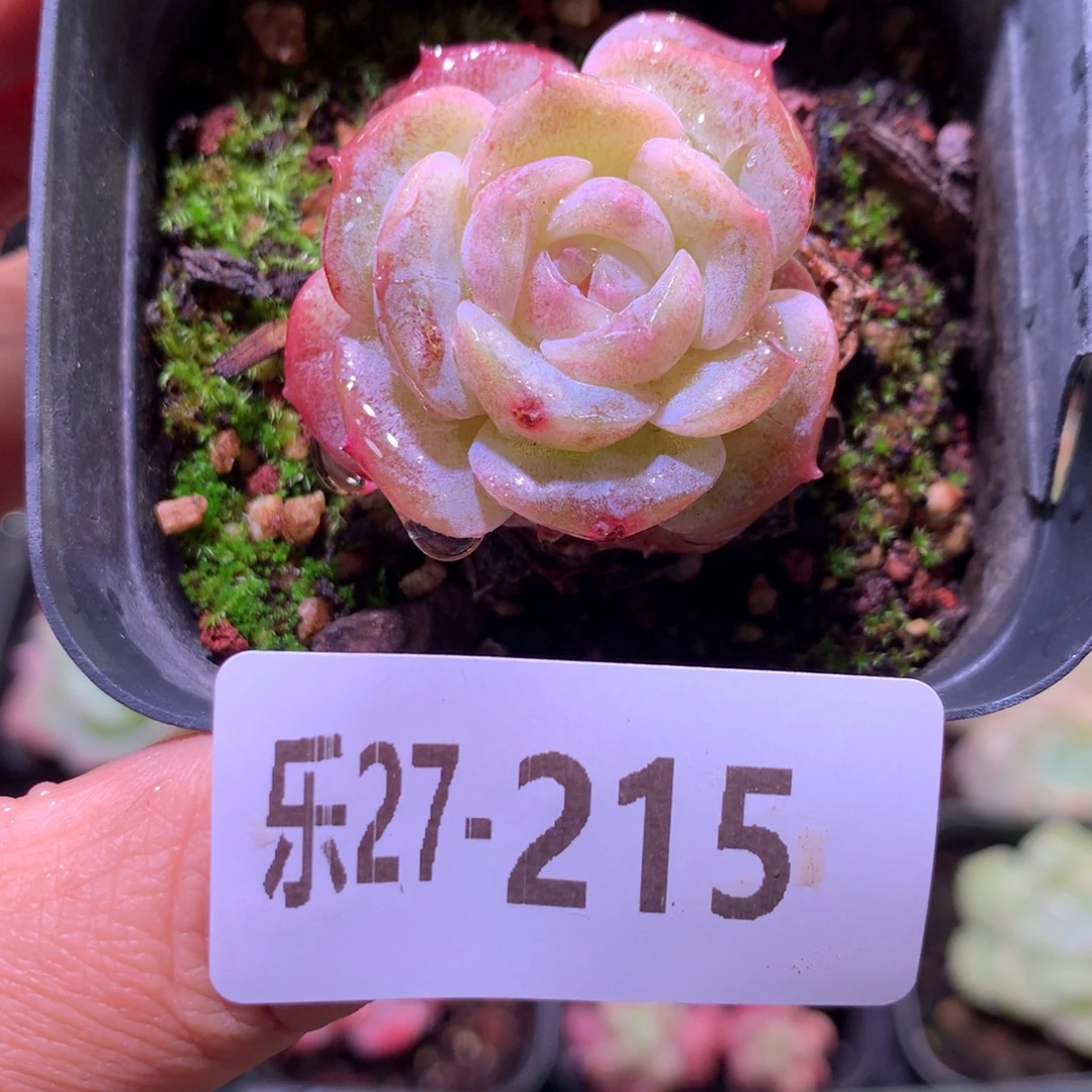 乐然27-215 纯爱