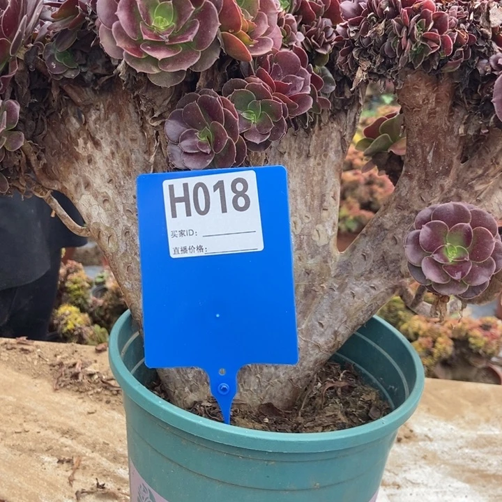 徐***饨H018欧缀欧洲欧紫